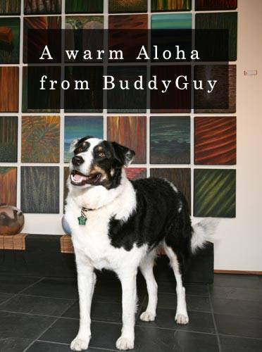 A warm Aloha from BuddyGuy